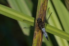 David Plant Photography - Wildlife Photography - Scarce chaser - E